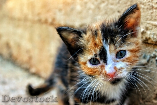 Devostock Animal Pet Kitten 1773 4K