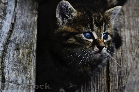 Devostock Animal Pet Kitten 3330 4K