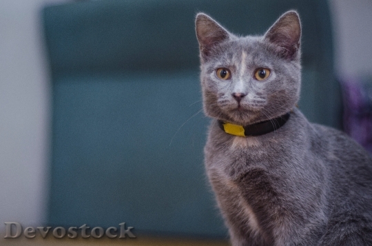 Devostock Animal Pet Kitten 5778 4K