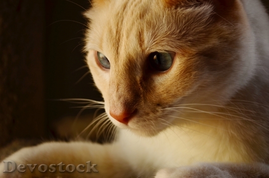 Devostock Animal Pet Kitten 6604 4K
