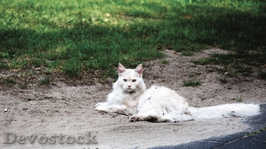 Devostock Animal Pet Kitten 6921 4K