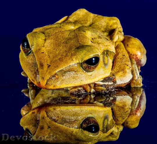 Devostock Animal Reflection Frog 6422 4K