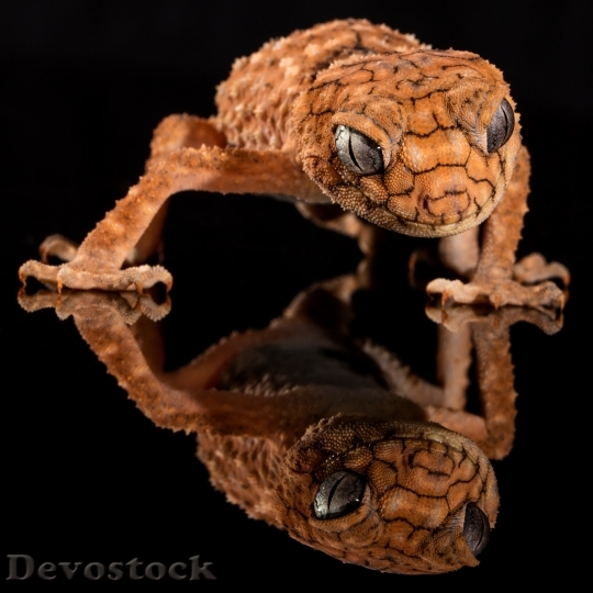 Devostock Animal Reflection Lizard 9471 4K