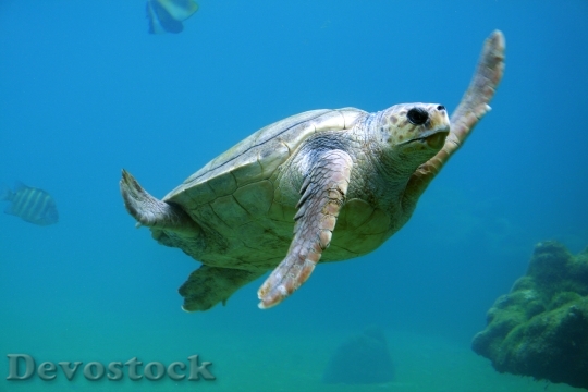 Devostock Animal Reptile Underwater 1067 4K