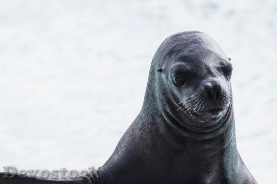 Devostock Animal Seal Sea Dog 1803 4K