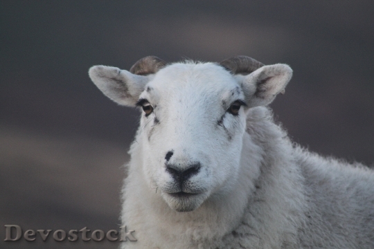 Devostock Animal Sheep 2094 4K