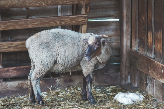 Devostock Animal Sheep Barn 130221 4K