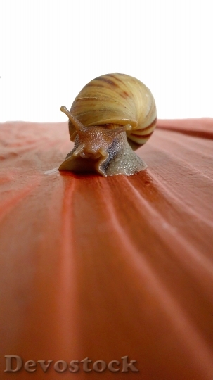 Devostock Animal Snail Macro 10454 4K