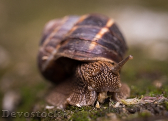 Devostock Animal Snail Macro 38557 4K