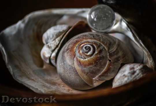 Devostock Animal Snail Shell 79451 4K