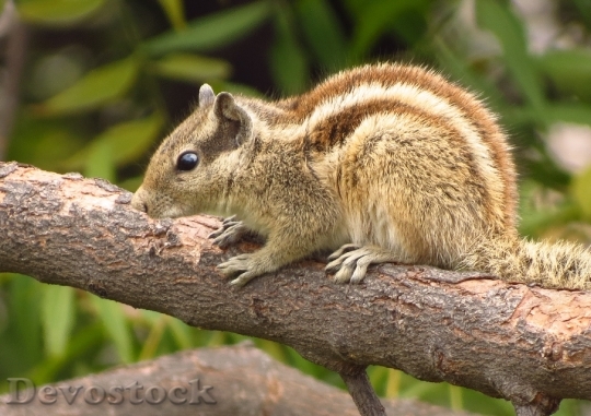 Devostock Animal Squirrel 1690 4K