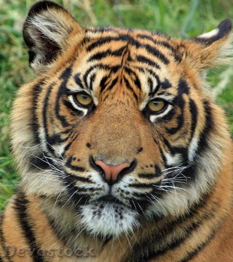 Devostock Animal Tiger Close Up 6452 4K