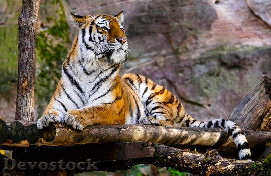 Devostock Animal Tiger Jungle 23601 4K