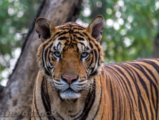 Devostock Animal Tiger Jungle 24814 4K