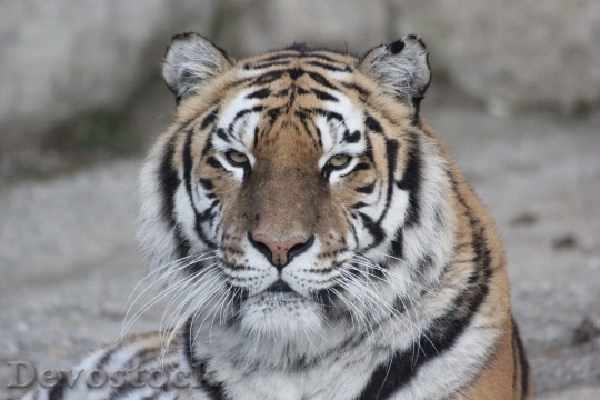 Devostock Animal Tiger Predator 26993 4K