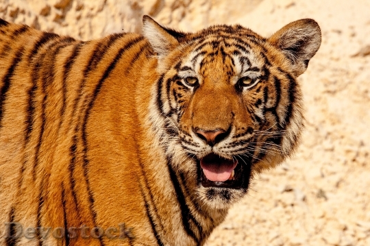 Devostock Animal Tiger Predator 4873 4K