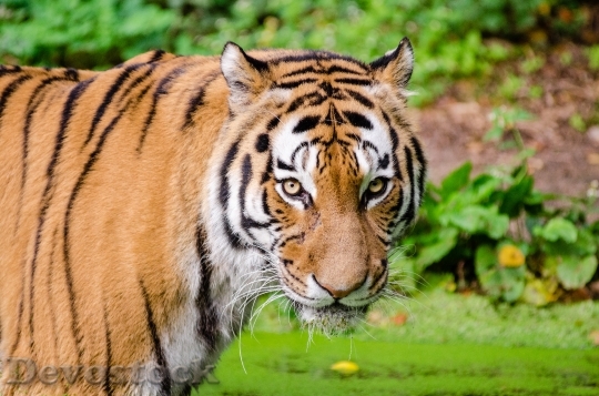 Devostock Animal Tiger Safari 14868 4K