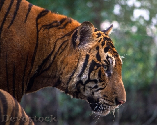 Devostock Animal Tiger Safari 24715 4K