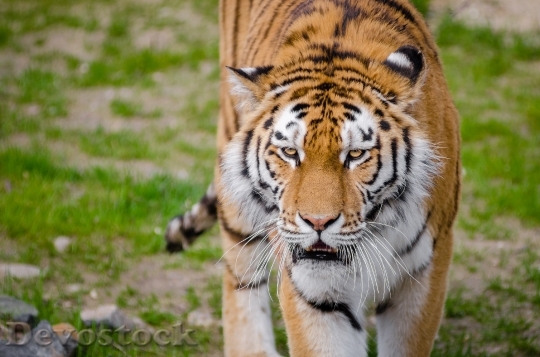 Devostock Animal Tiger Wildlife 14591 4K