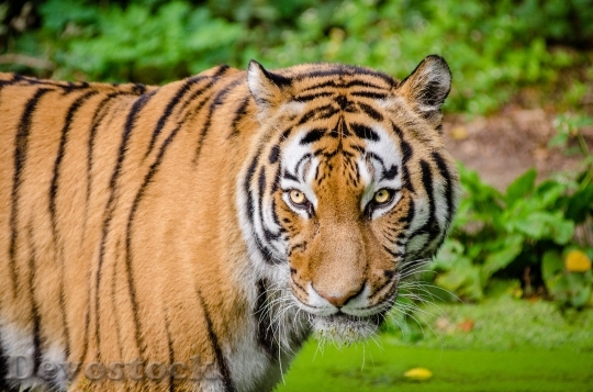 Devostock Animal Tiger Wildlife 14670 4K