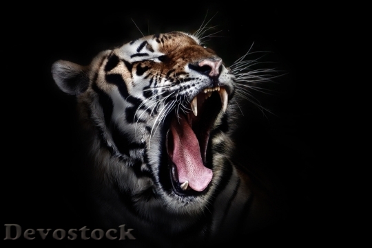 Devostock Animal Tiger Wildlife 3878 4K
