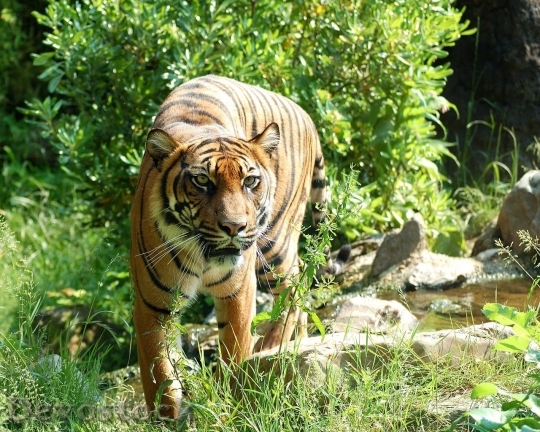 Devostock Animal Tiger Wildlife 8715 4K
