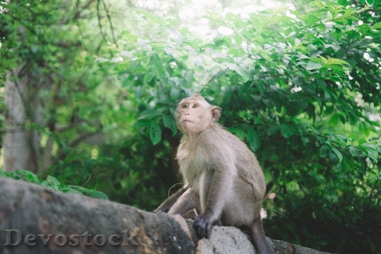 Devostock Animal Tree Monkey 21461 4K