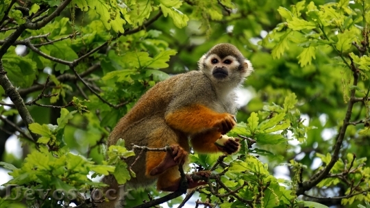 Devostock Animal Tree Monkey 9727 4K