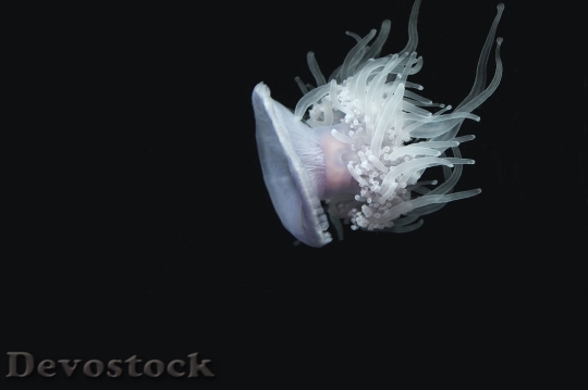 Devostock Animal Underwater Jellyfish 4844 4K