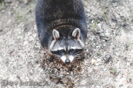 Devostock Animal Whiskers Raccoon 1605 4K