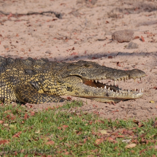Devostock Animal Wildlife Crocodile 6225 4K