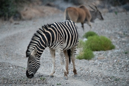 Devostock Animal Zebra Safari 130223 4K