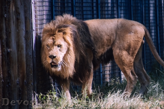 Devostock Animal Zoo Lion 121321 4K