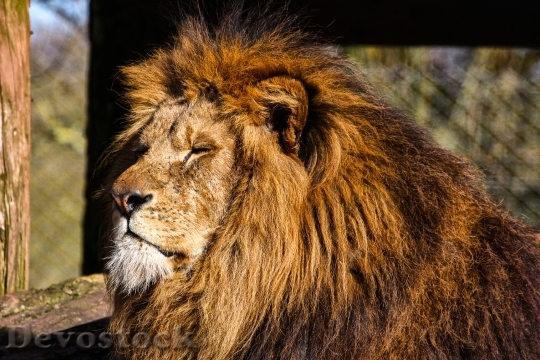 Devostock Animal Zoo Lion 136212 4K
