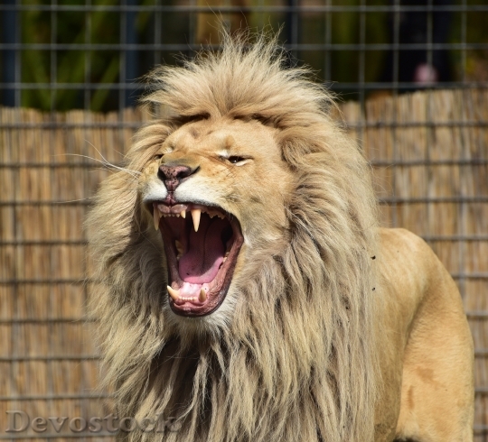 Devostock Animal Zoo Lion 3643 4K