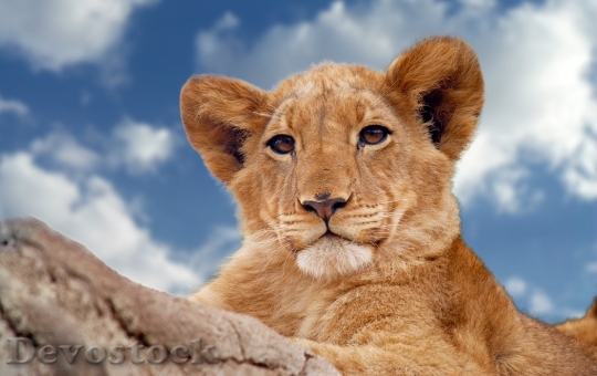 Devostock Animal Zoo Lion 62433 4K