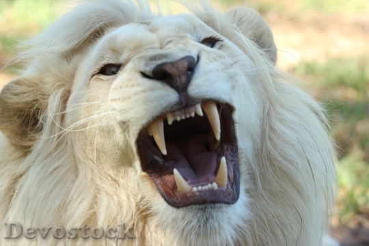 Devostock Animal Zoo Lion 6821 4K