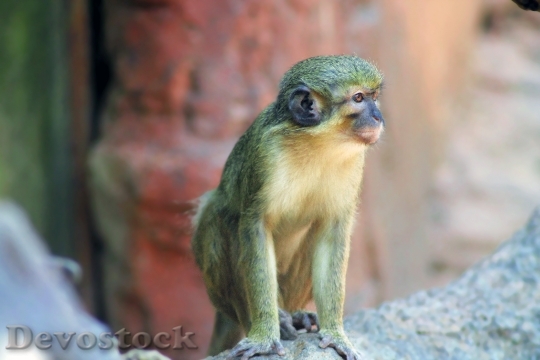 Devostock Animal Zoo Monkey 311 4K