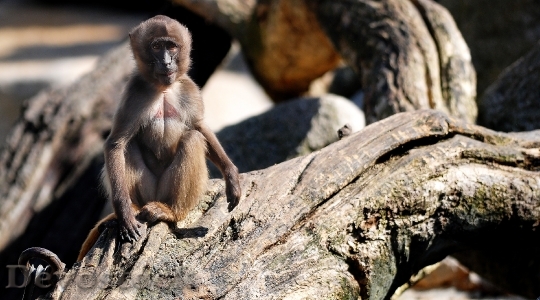 Devostock Animal Zoo Monkey 835 4K