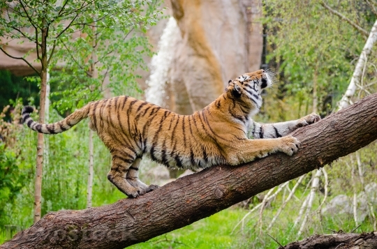 Devostock Animal Zoo Tiger 14533 4K