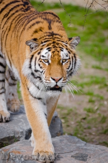 Devostock Animal Zoo Tiger 14579 4K