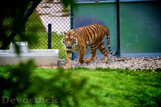 Devostock Animal Zoo Tiger 480 4K