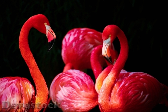 Devostock Animals Birds Flamingos 3618 4K
