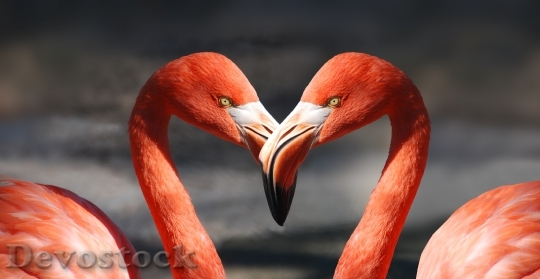 Devostock Animals Birds Flamingos 3927 4K