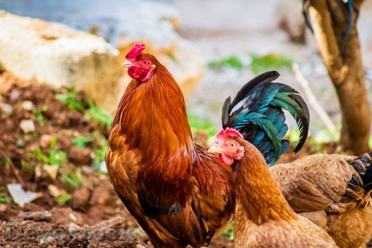 Devostock Animals Chicken Colors 121682 4K