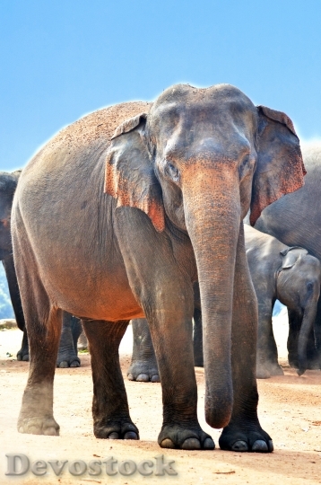 Devostock Animals Close Up Elephants 6006 4K
