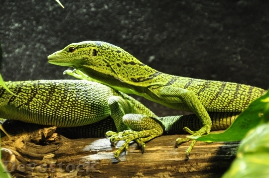 Devostock Animals Green Reptile 7068 4K