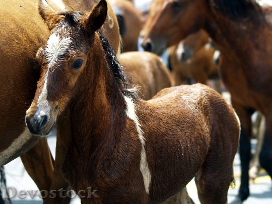 Devostock Animals Horses Herd 3787 4K