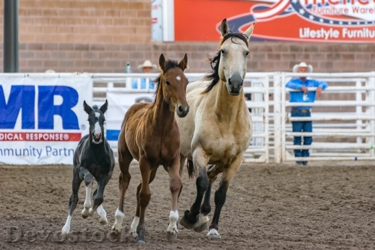 Devostock Animals Horses Race 15989 4K