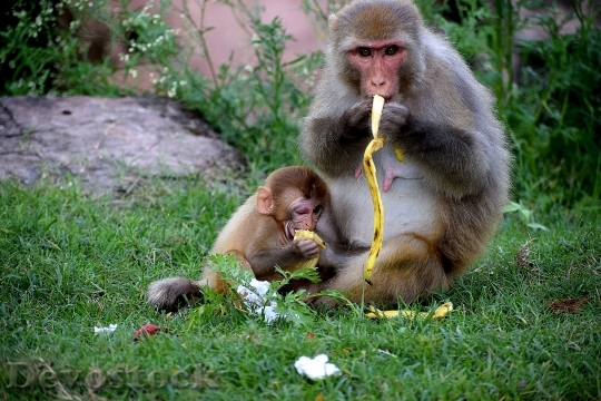 Devostock Animals Monkeys Wildlife 132155 4K
